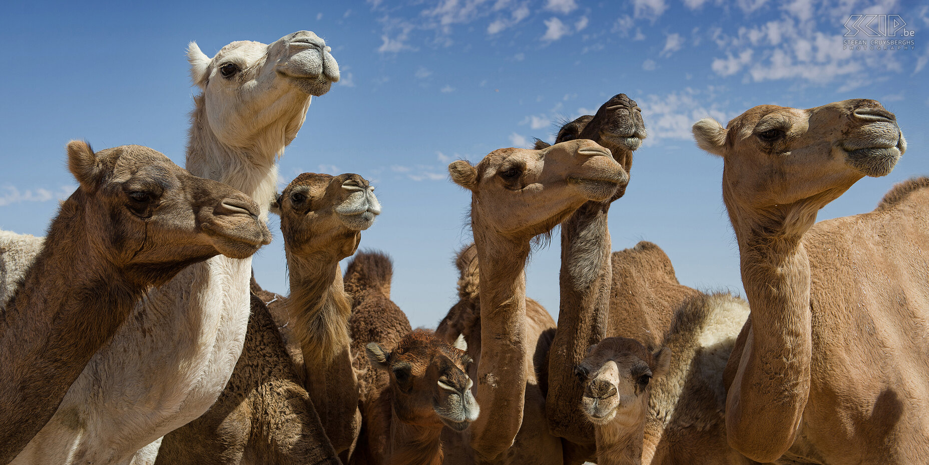 Semi-wild female and young camels  Stefan Cruysberghs